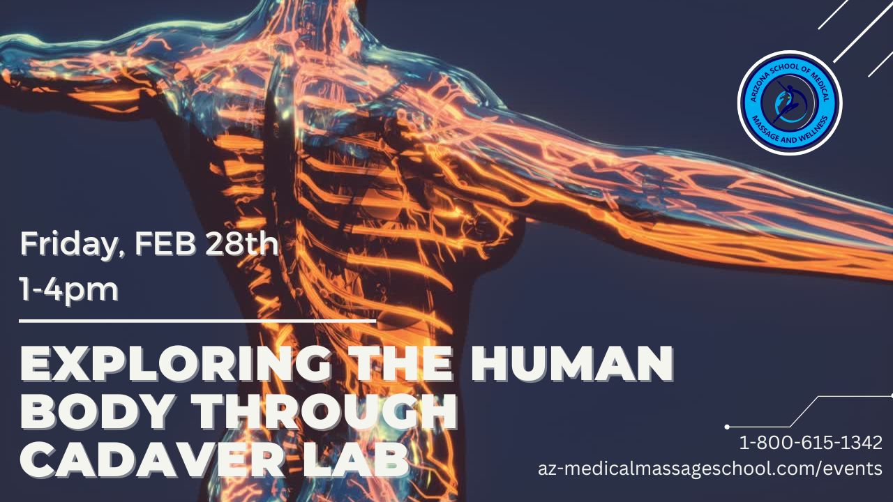 Exploring the Human Body through Cadaver Lab-3CE